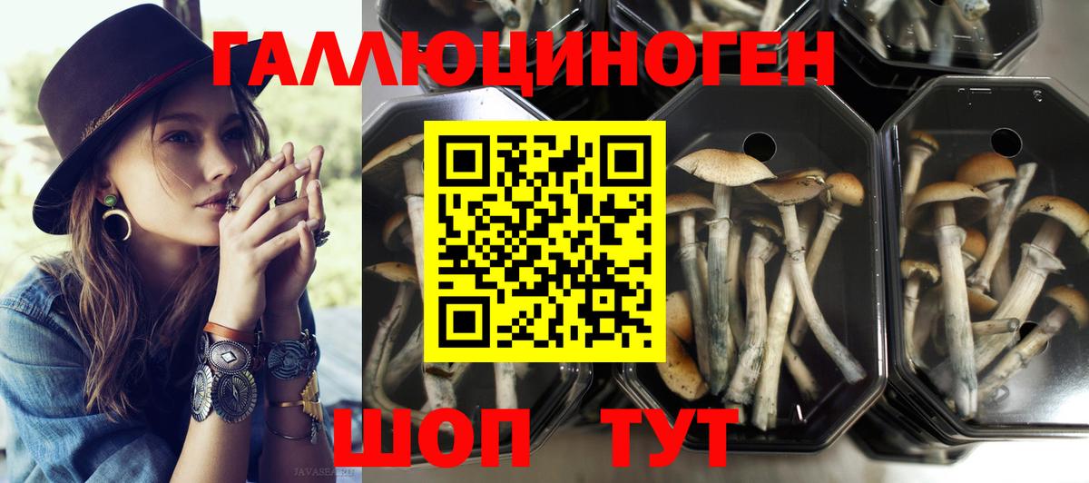 Псилоцибиновые грибы Psilocybine cubensis Аргун